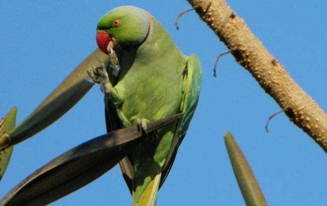 В Індії з'явилися папуги-наркомани, які знищують макові поля