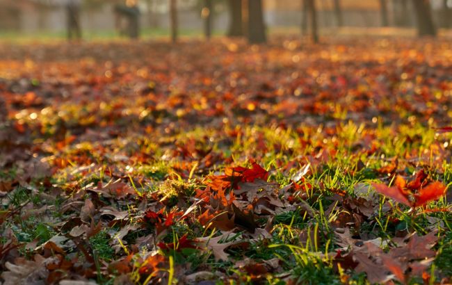 Сохраните форму газона: вот что нужно сделать с ним осенью