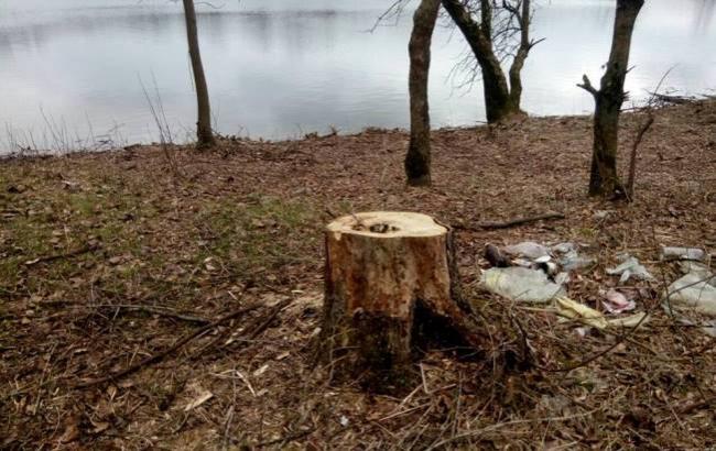 В киевском парке незаконно вырубили более 300 деревьев