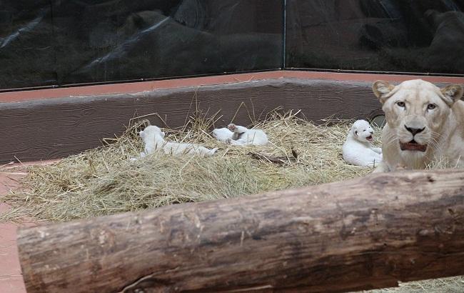 У зоопарку під Києвом народилися білі левенята