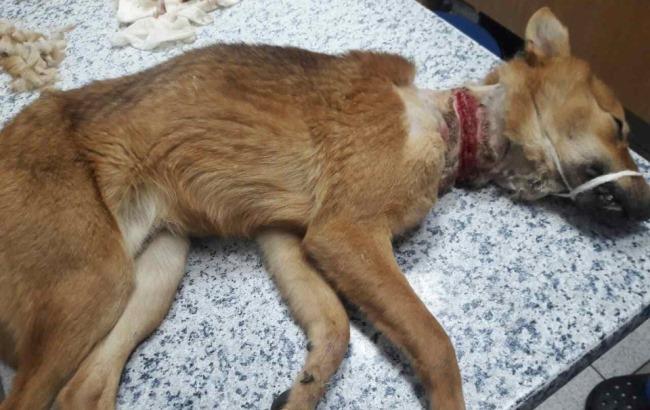 "На ланцюг того, хто це зробив": у Києві собаці закрутили шию ланцюгом до глибокої рани
