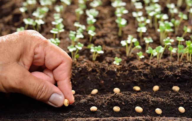 Три обов&rsquo;язкові роботи, які треба зробити в саду в березні для збереження врожаю