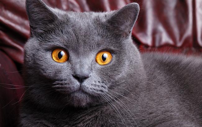 Большой кот с необычным голосом набирает популярность в сети