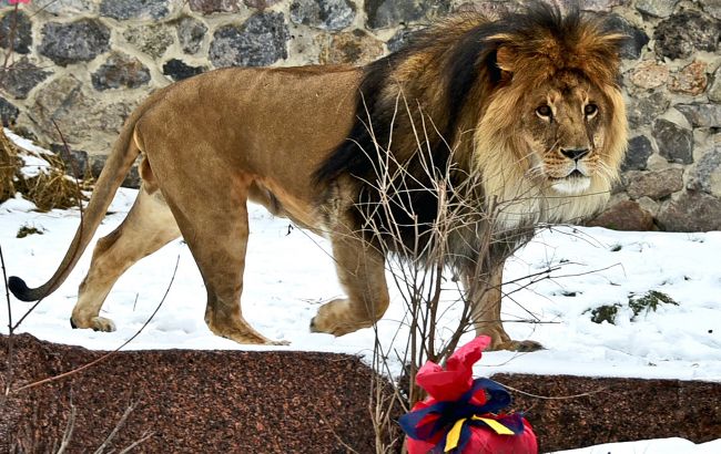 У Києві проведуть показові годування левів: коли й куди приходити