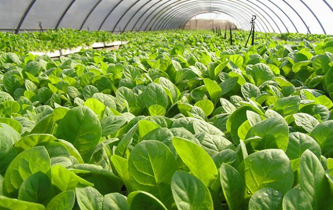 У ВООЗ заявили, що вирощування тютюну завдає величезної шкоди навколишньому середовищу