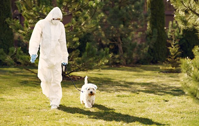 Карантин в Украине: в Киеве начали сдавать в аренду собак