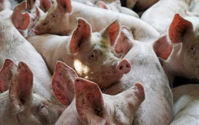 В Крыму массово расправились со свиньями