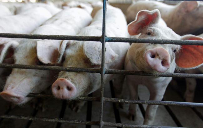 У Сумській області зафіксовано спалах африканської чуми свиней