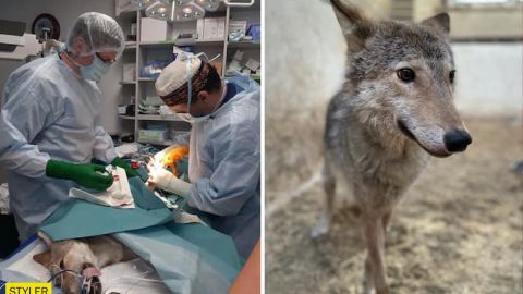 Киянка у своїй двушці тримала диких звірів у собачих клітках: тварин довелося рятувати