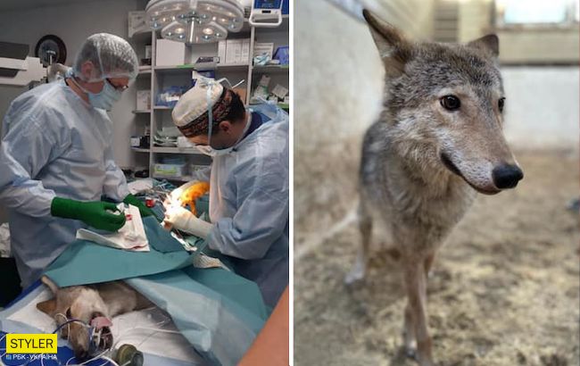 Киевлянка в своей двушке держала диких зверей в собачьих клетках: животных пришлось спасать