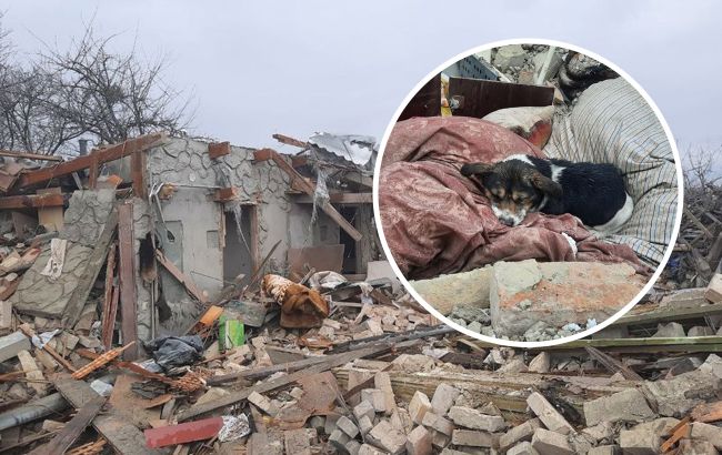 На руинах разрушенного дома во Львовской области собака ищет хозяев: трогательные фото
