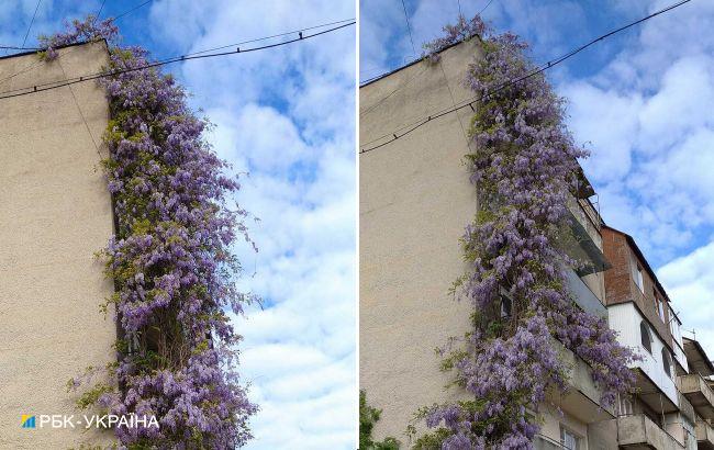В Закарпатье зацвело экзотическое растение высотой с пятиэтажку: яркие фото