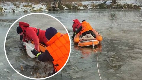 В Киевской области спасли "вмерзшего" в лед лебедя: видео спасательной операции