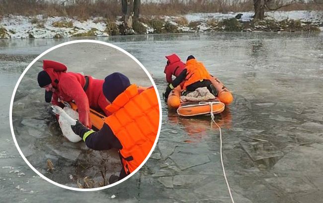 На Київщині врятували лебедя, який "вмерз" у лід: відео рятувальної операції