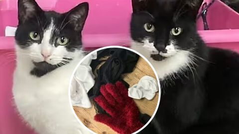 Кіт-клептоман грабує сусідів і приносить господарці дорогі речі (фото)