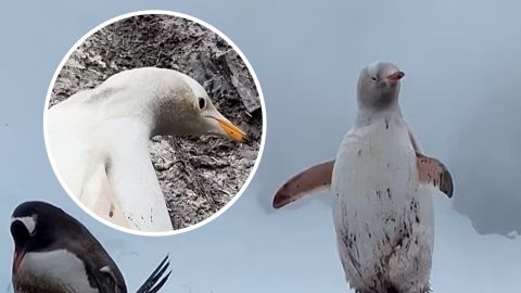 Необычайно редкого белого пингвина заметили в Антарктиде (фото и видео)