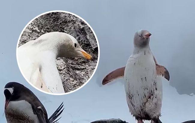 Необычайно редкого белого пингвина заметили в Антарктиде (фото и видео)