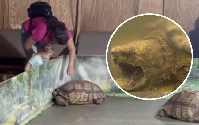 "Що за пекло ви створили?": у Полтаві дітям показують ледь живих черепах у пересувному зоопарку