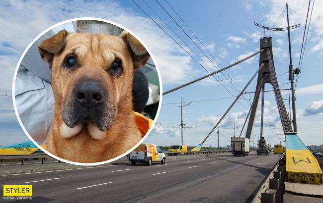 У Києві з Північного мосту в Дніпро скинули собаку: тварину врятували рибалки