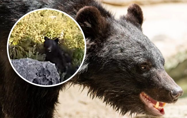 Японський скелелаз в епічному герцю на горі відбився від ведмедя: відео поєдинку