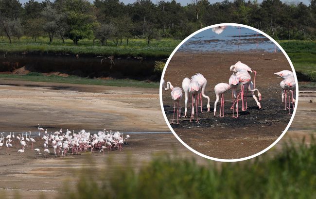 Жгут костры и разрушают гнезда. Отдыхающие отпугивают розовых фламинго под Одессой