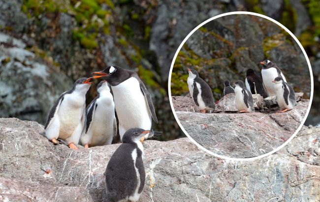 А вы знали, что у пингвинов есть детсады? Украинские полярники поделились милыми фото
