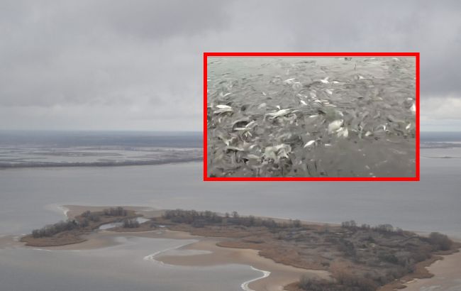 В реке Днепр посреди зимы на берегу обнаружили мертвую рыбу: видео инцидента