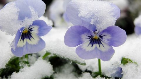 У Запоріжжі зацвіли квітневі квіти: яскраві фото передноворічного дива