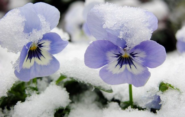 У Запоріжжі зацвіли квітневі квіти: яскраві фото передноворічного дива