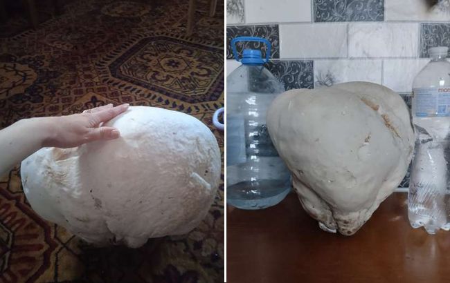 В Волынской области женщина нашла гриб-великан весом в 12 кг