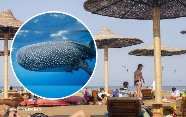 На пляжах Єгипту з'явилася величезна акула: як реагують туристи