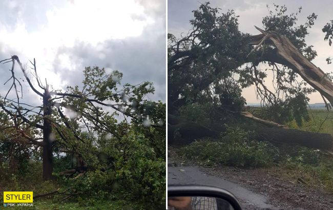 Україну накрило потужним ураганом: дерева падали, як сірники