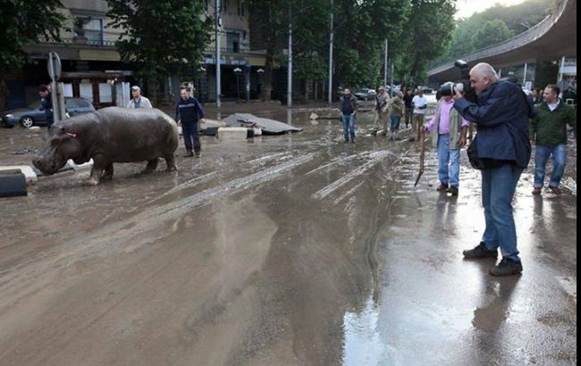 Миколаївський зоопарк висловив готовність поділитися тваринами з тбіліським зоопарком