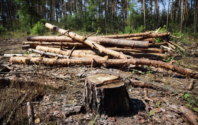 Жители прифронтовых областей уже получают бесплатные дрова: куда подавать заявку
