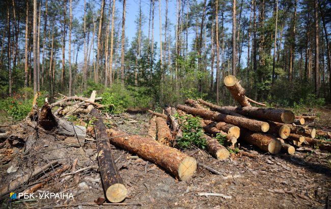 В Винницкой области чиновник систематически требовал взятки с лесников и разворовывал древесину