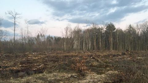 Масштабна вирубка лісу: СБУ повідомила про підозру 21 особі