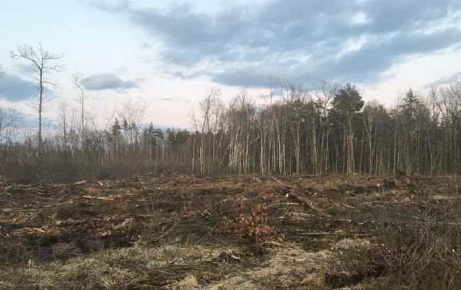 Масштабна вирубка лісу: СБУ повідомила про підозру 21 особі