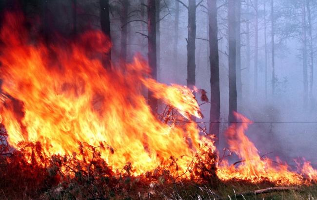 У Забайкальському краї РФ площа лісових пожеж зросла в 5 разів за кілька днів