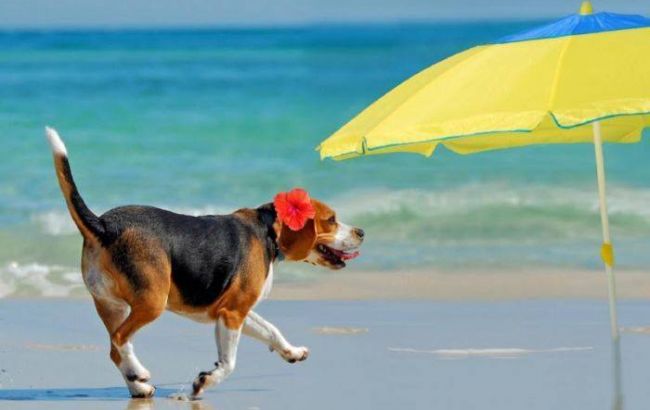 Погода на сьогодні: в Украине без осадков, температура до +34