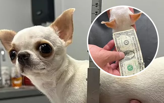 Погляньте, як виглядає найменший собака у світі. Він крихітніший за долар