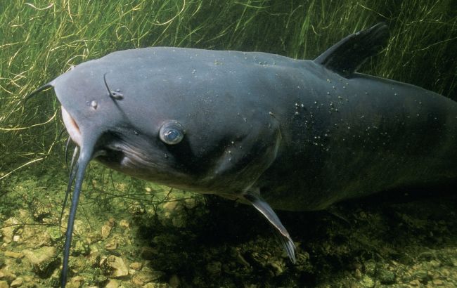 Гігантські соми у Чорнобилі: науковець пояснив, чи справді вони існують