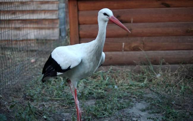 Спасенный на Майдане аист счастлив и готовится к зиме