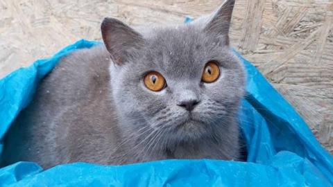 Засунули в пакет: в Тернополе выбросили на помойку кота (фото)