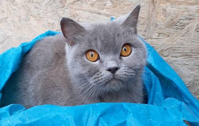 Запхали у пакет: у Тернополі викинули на смітник кота (фото)