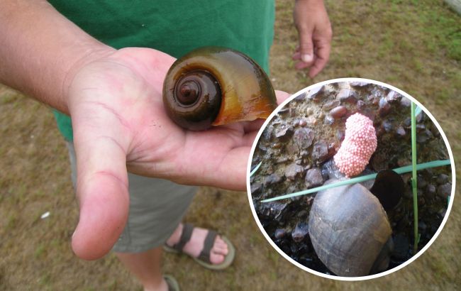 В США обнаружили смертоносных яблочных улиток: они очень опасны для человека