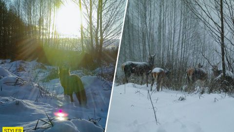 У Чорнобилі показали тварин, які в засніженому лісі вийшли на пошук їжі