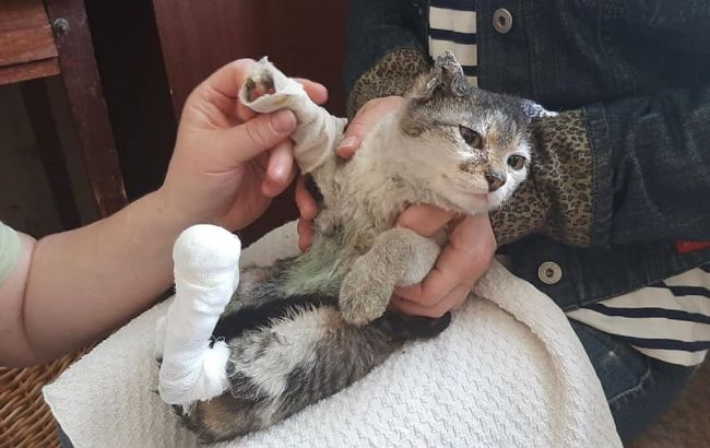 Ожоги и другие травмы: волонтеры показали животных, пострадавших в пожарах под Луганском