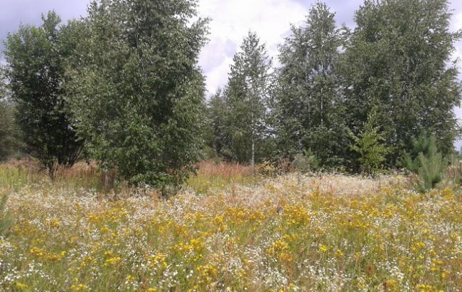 Погода на сьогодні: в Україні без опадів, температура до +36