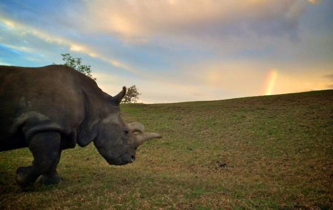 В США умер один из четырех остававшихся на Земле северных белых носорогов