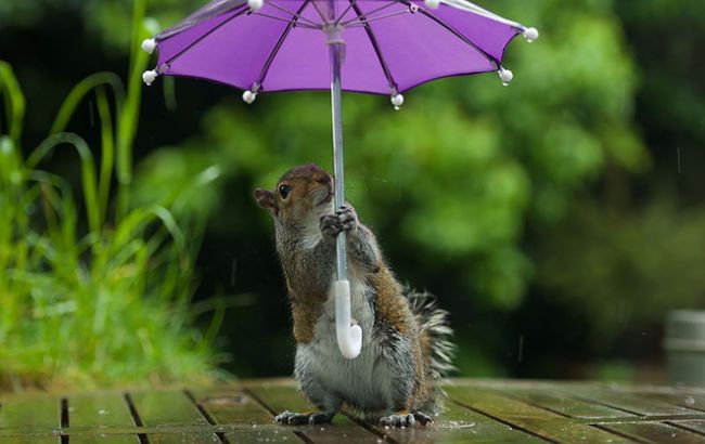 Погода на сегодня: на большей части Украины дожди, температура до +29